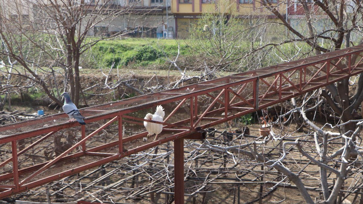 Samsun'daki esnaf, tavuklarına üst geçit yaptı
