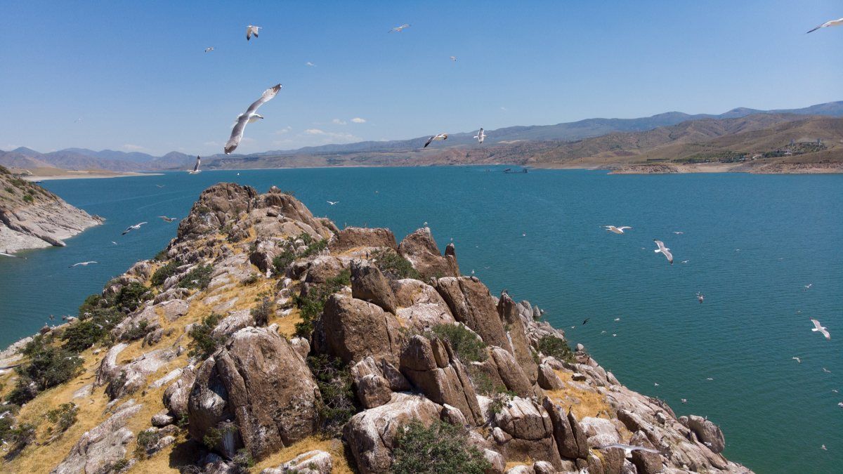 Tunceli'deki Martı Adası, binlerce kuşa ev sahipliği yapıyor