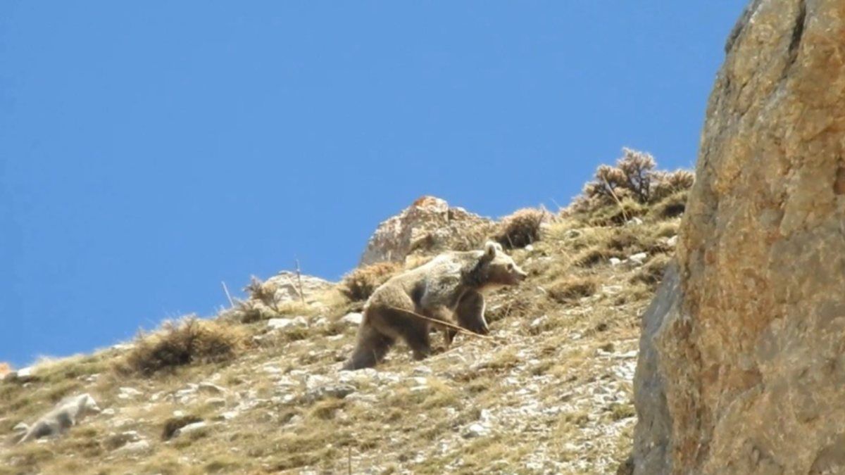 Bayburt'ta anne ayının yavrusunu koruma anı