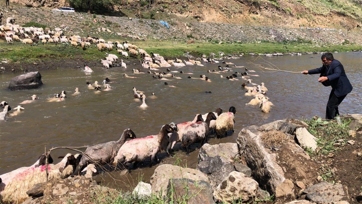 Kars'ta kırkılan koyunlar, çayda yıkandı