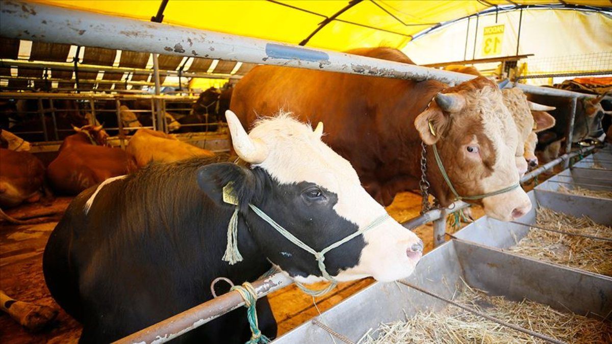 Kurban satışları ne zaman başlayacak? Kurban kesimi tebliği 2021