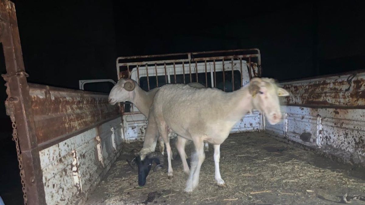 Manisa’da çalıntı araçla hayvan hırsızlığı yapan şahıslara suçüstü