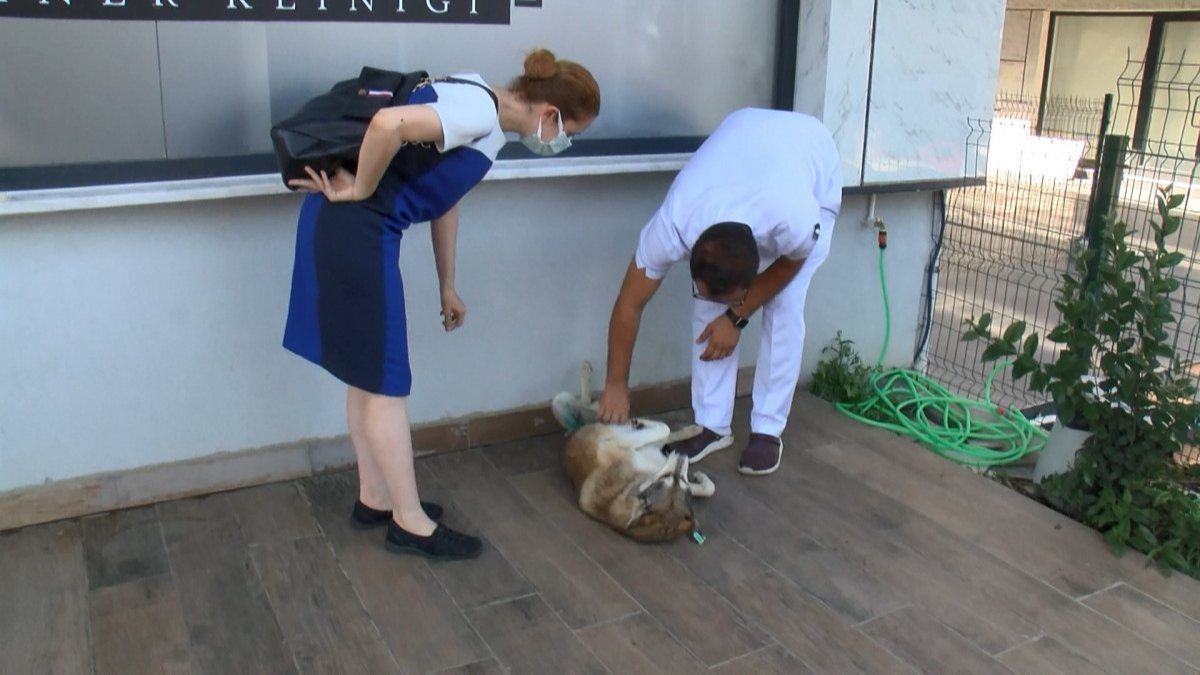 Sarıyer'de köpeği ezip kaçtığı iddia edildi: Köpeği fark etmedim