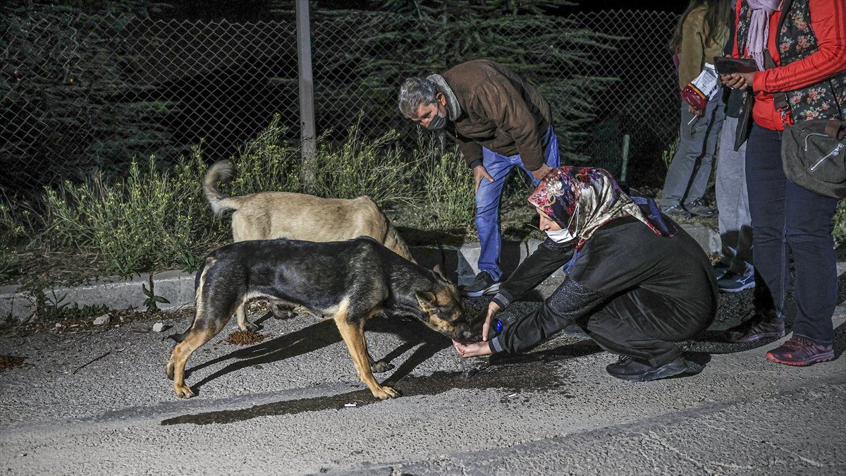 CHP'li Çankaya Belediyesi barınaktaki köpekleri ölüme terk etmeye çalıştı