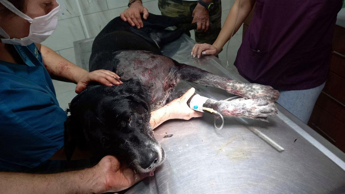 Muğla’da, kendisine havlayan köpeklere av tüfeği ile ateş açtı