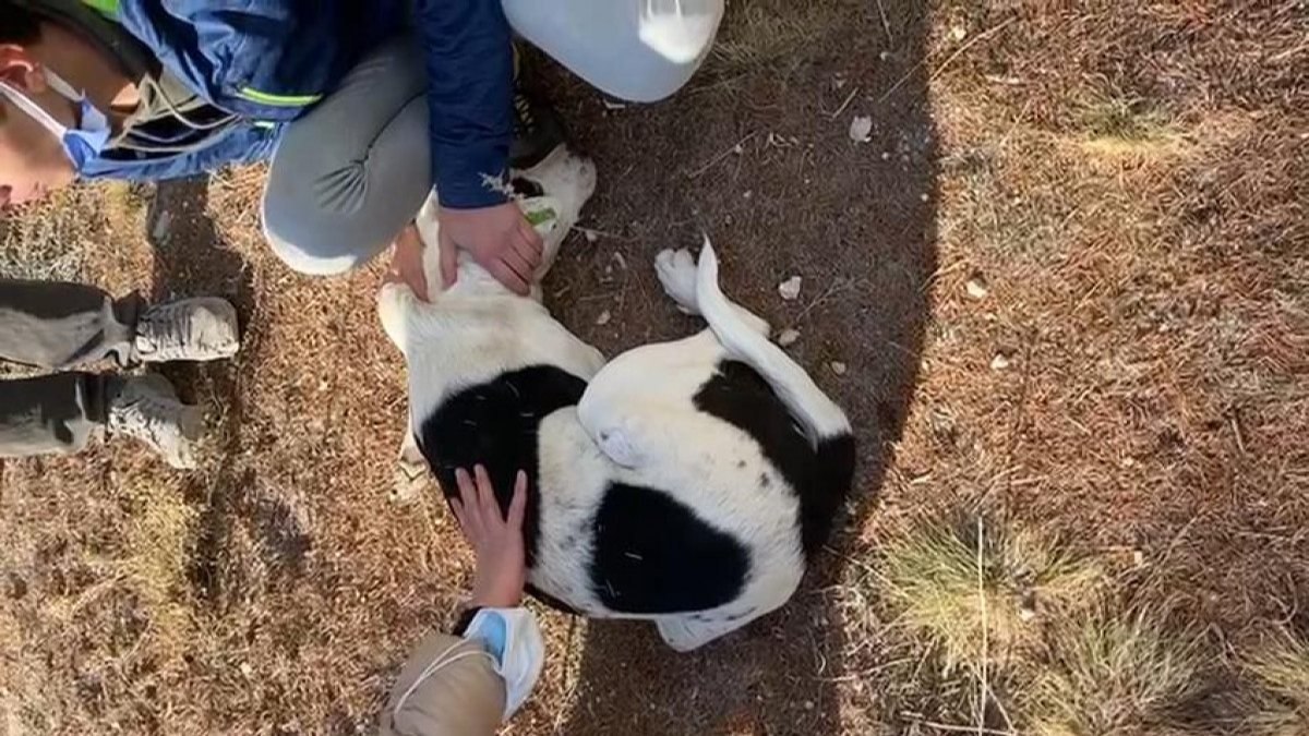 Konya'daki hayvanseverler, her gün bir köpeklerini ölü ya da yaralı buluyor