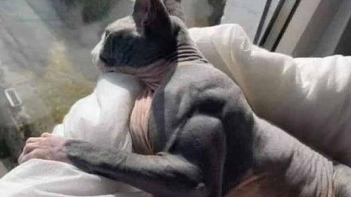 Hiç kaslı bir kedi gördünüz mü? Miyostatin hastası kedi ilgi odağı