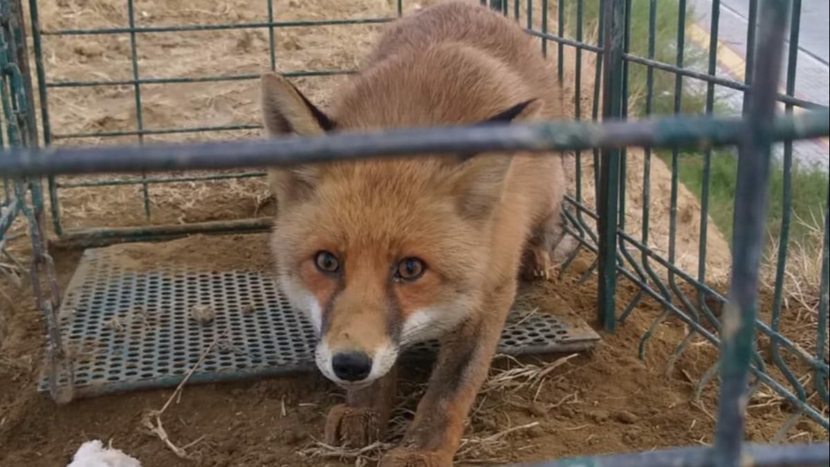 Karabük'te köpek tuzağına tilki düştü