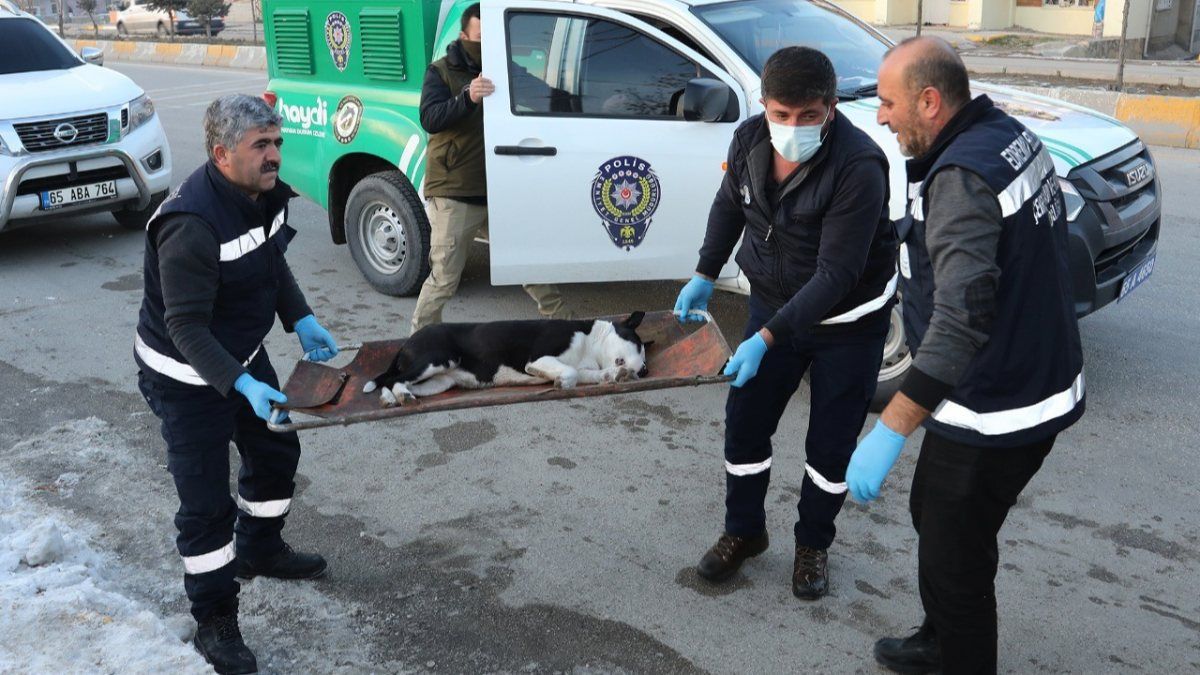 Van'da sokakta dolaşan pitbull koruma altına alındı