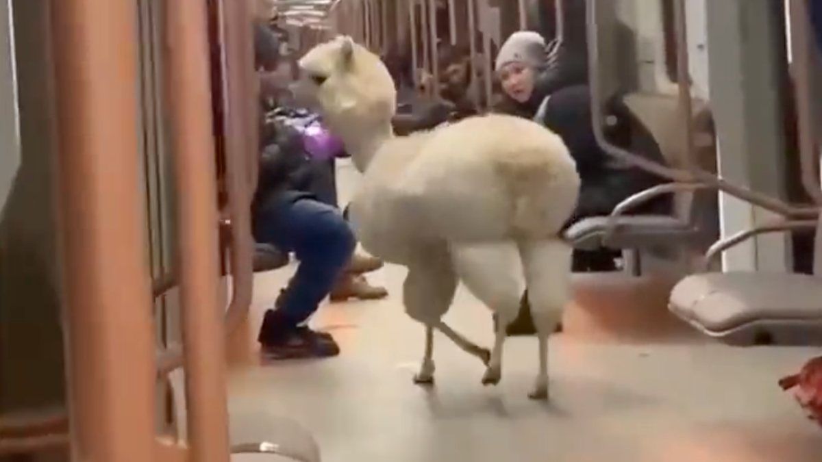 Moskova'da alpaka, metroya bindi