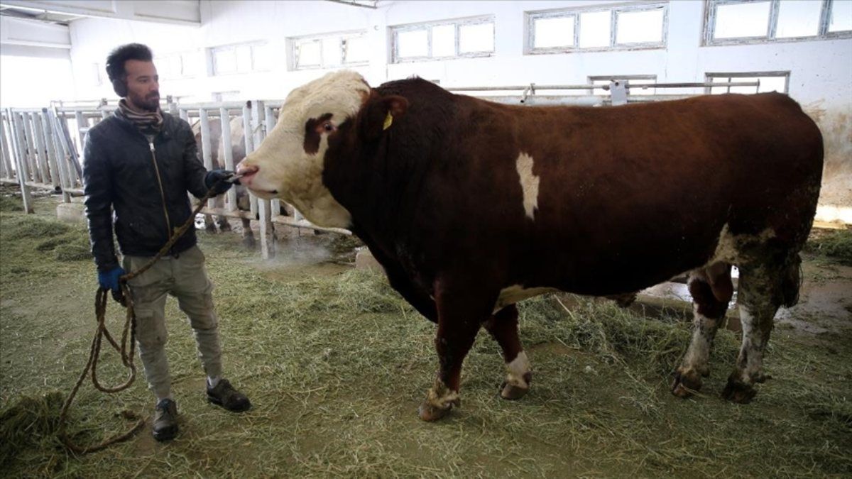 Malatya'da damızlık boğa 'Milky'den 1 milyon 250 bin liralık kazanç