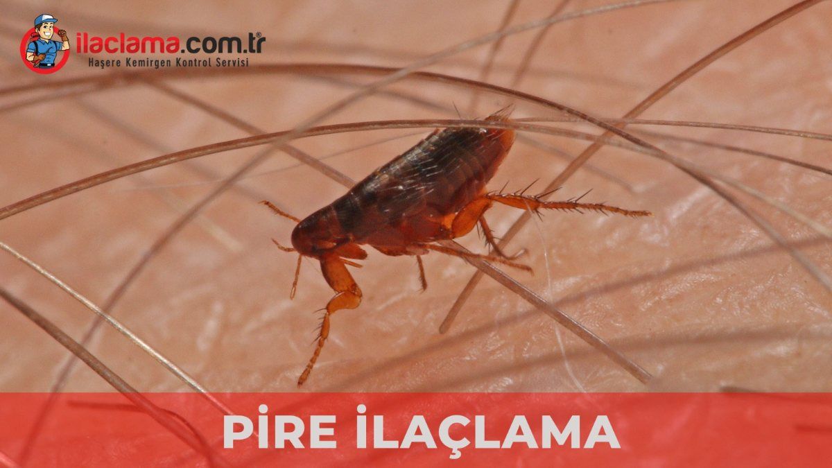 Pire İlaçlama