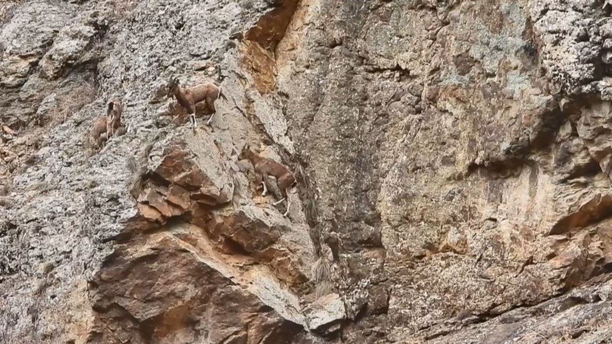 Artvin’de dağ keçilerinin tırmanışı