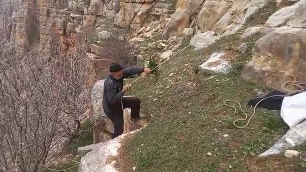 Siirt'te şifalı soryaz bitkisini toplamak için, dik yamaçlarda ölüme meydan okudu