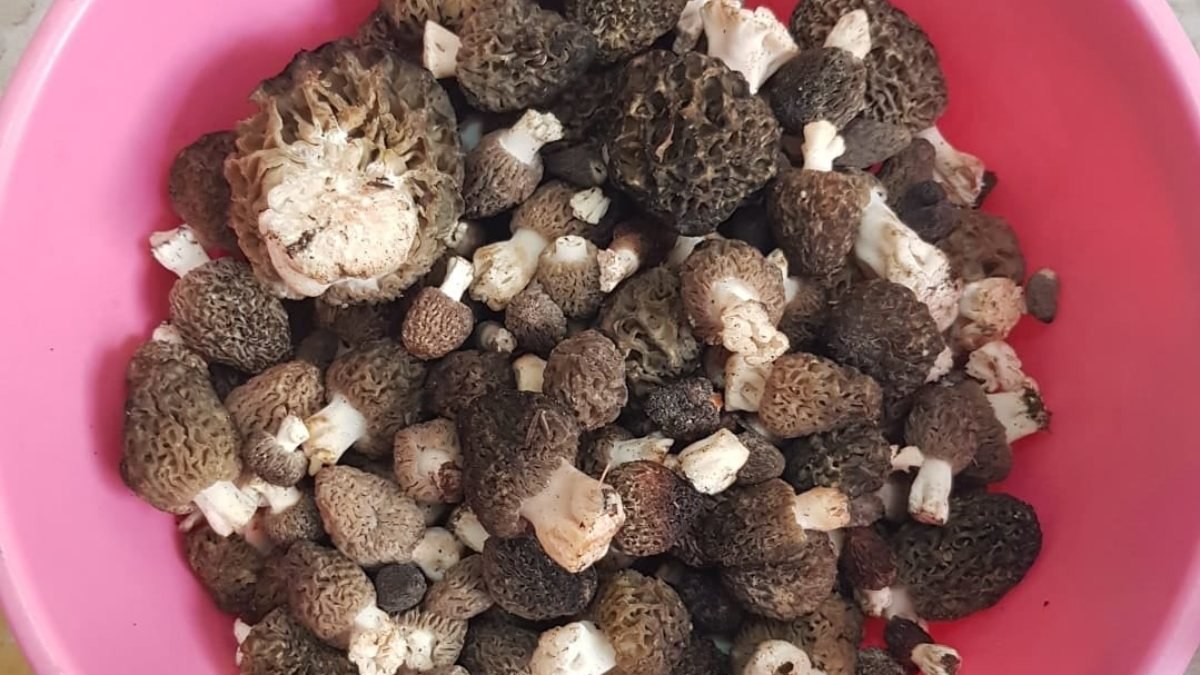 Konya’da kuzugöbeğinin kilosu 350 lira