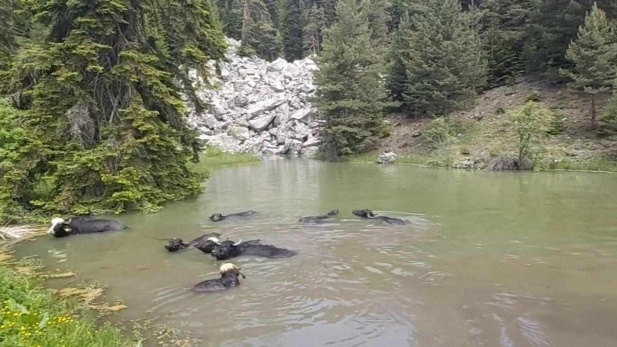 Kastamonu'da mandalar gölde serinliyor
