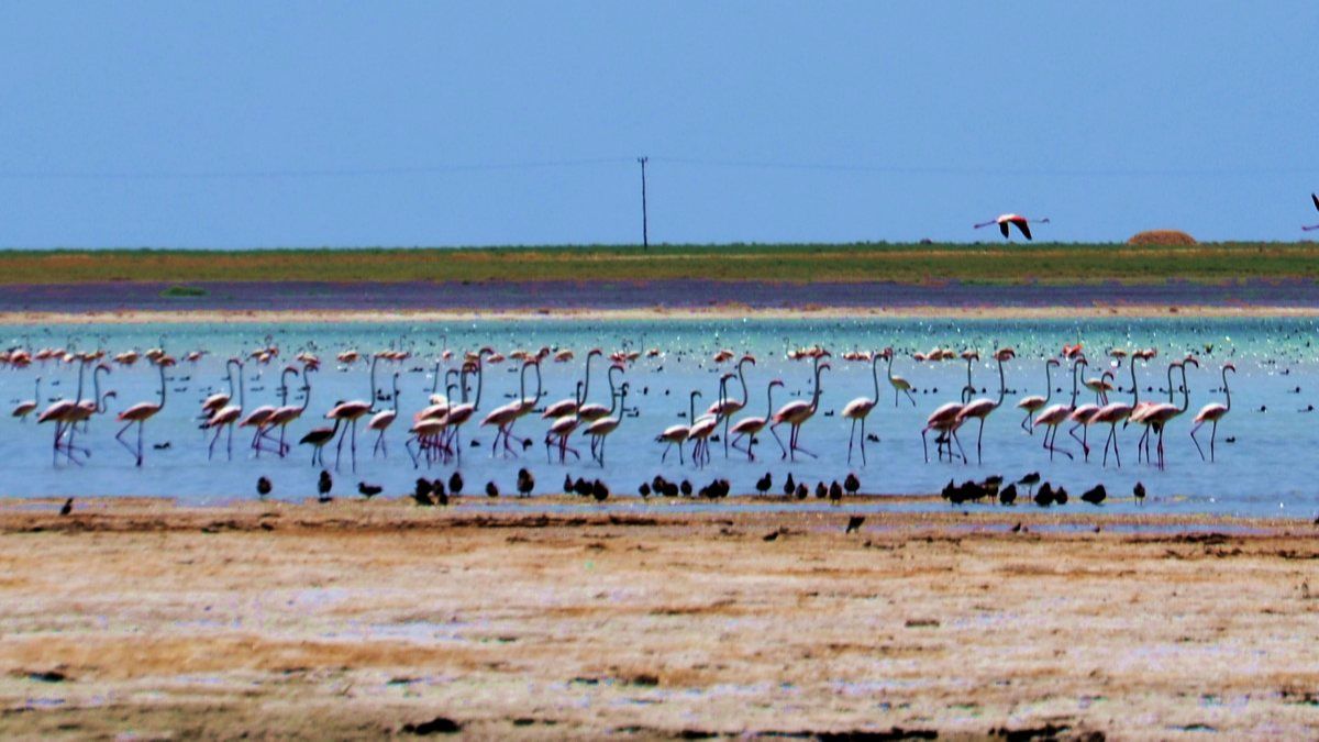 Arin Gölü'nde konaklayan flamingolar, fotoğrafçıların odağı oldu