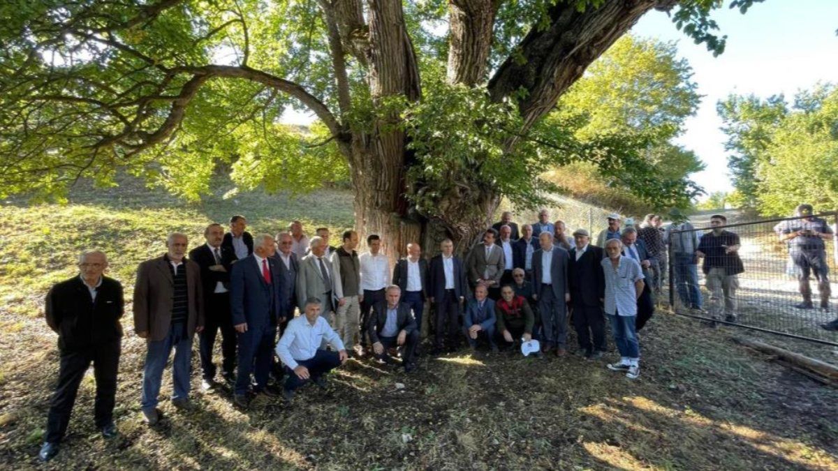 Artvin'de 1100 yıllık armut ağacında meyve hasadı