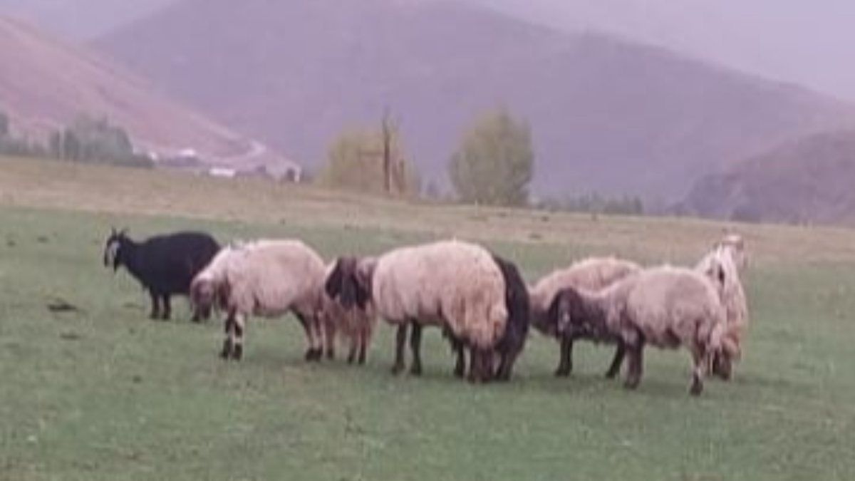 Bitlis'ta sürüye kurtların saldırısı sonucu 55 koyun telef oldu