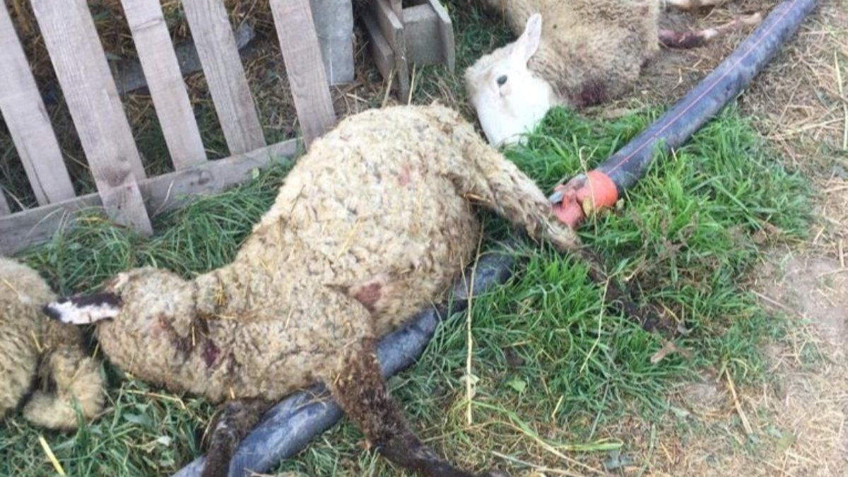Bursa'da sokak köpekleri dehşet saçtı: 8 koyun telef oldu
