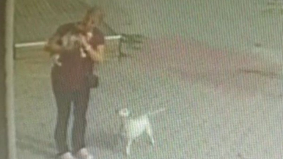 Büyükçekmece'de düşen köpeği havada yakaladı