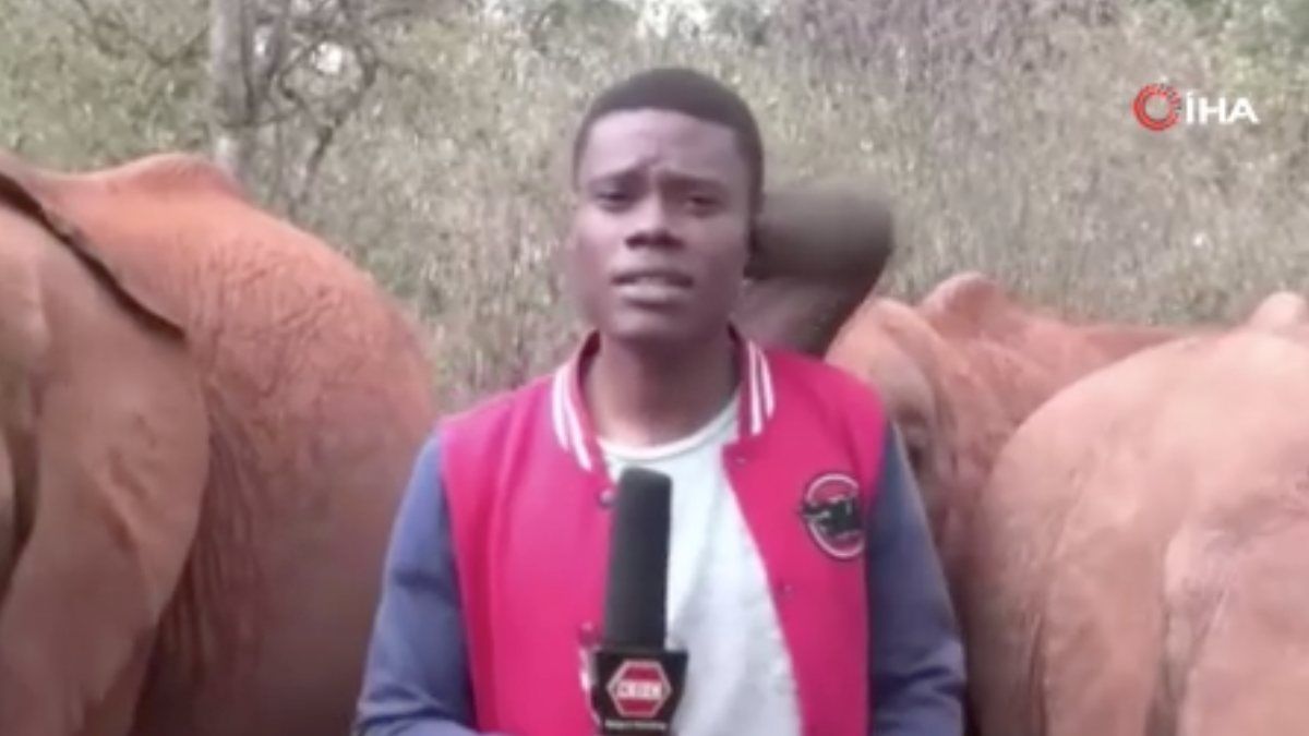 Kenya'da muhabirin dikkatini bozan yavru filler
