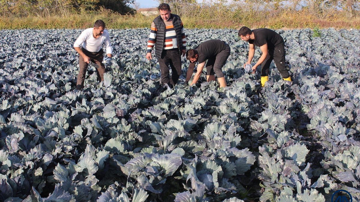 Bafra'da kırmızı lahana hasadı başladı