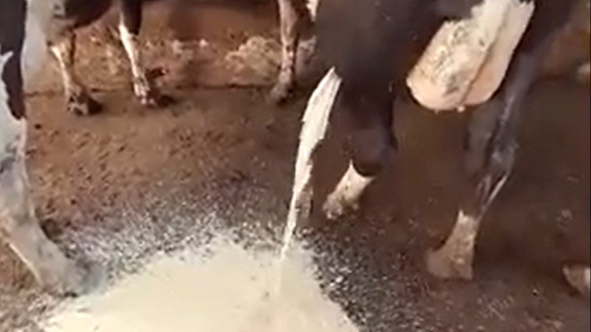 Hasta ineğin bacağından akan iltihap şaşkına çevirdi