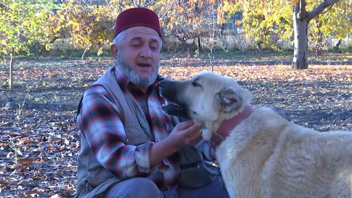 Elazığ'daki kangal et yerine sebze yiyor