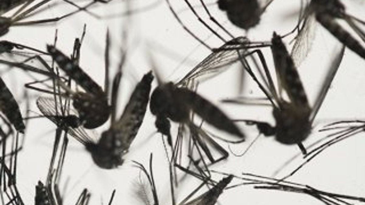 İstanbul’da sivrisinekli salgına karşı uyarı