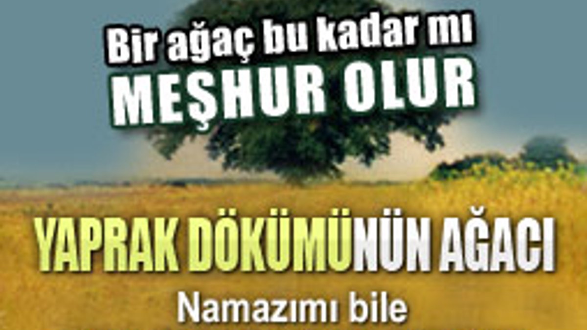 Bir ağaç bu kadar mı meşhur olur