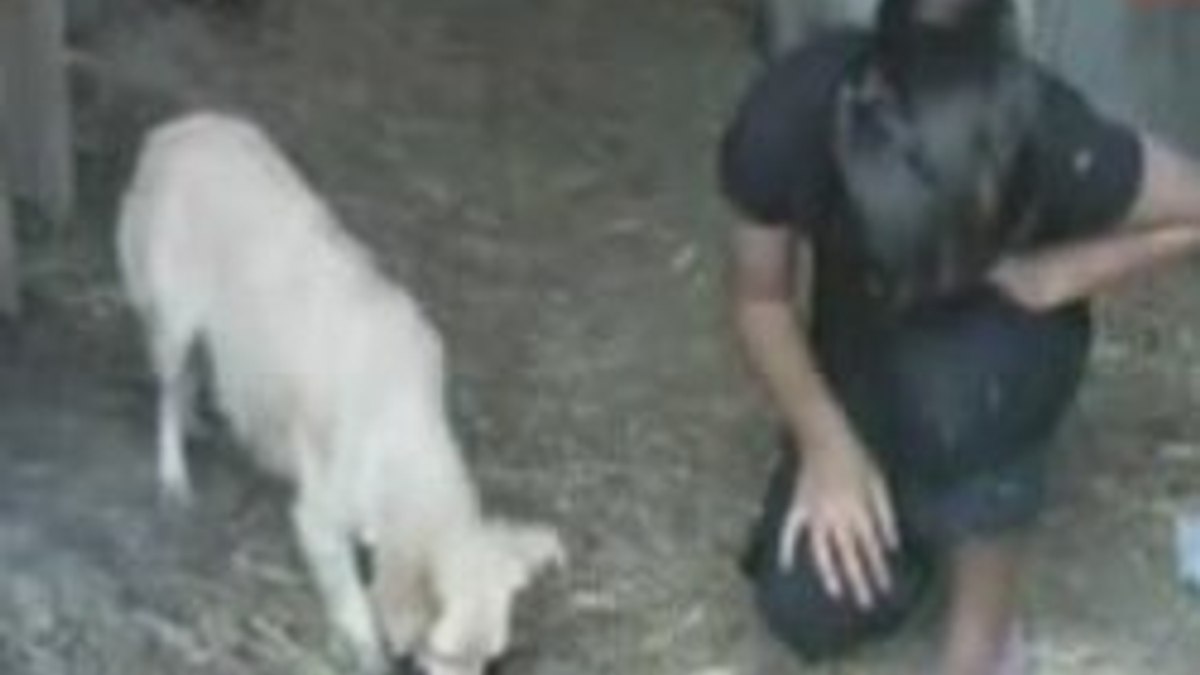 Kedi doğuran köpek - video izle