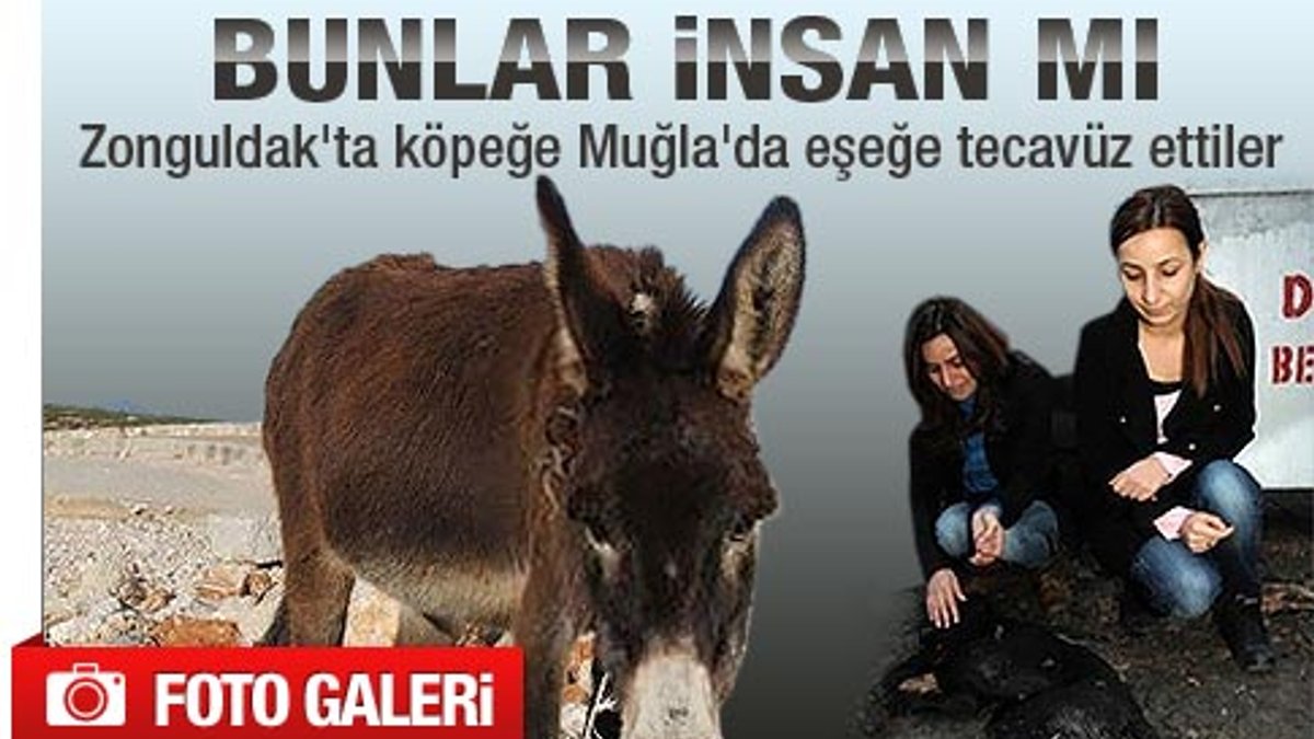 Zonguldak ve Muğla'dan tepki çeken iki hayvan haberi