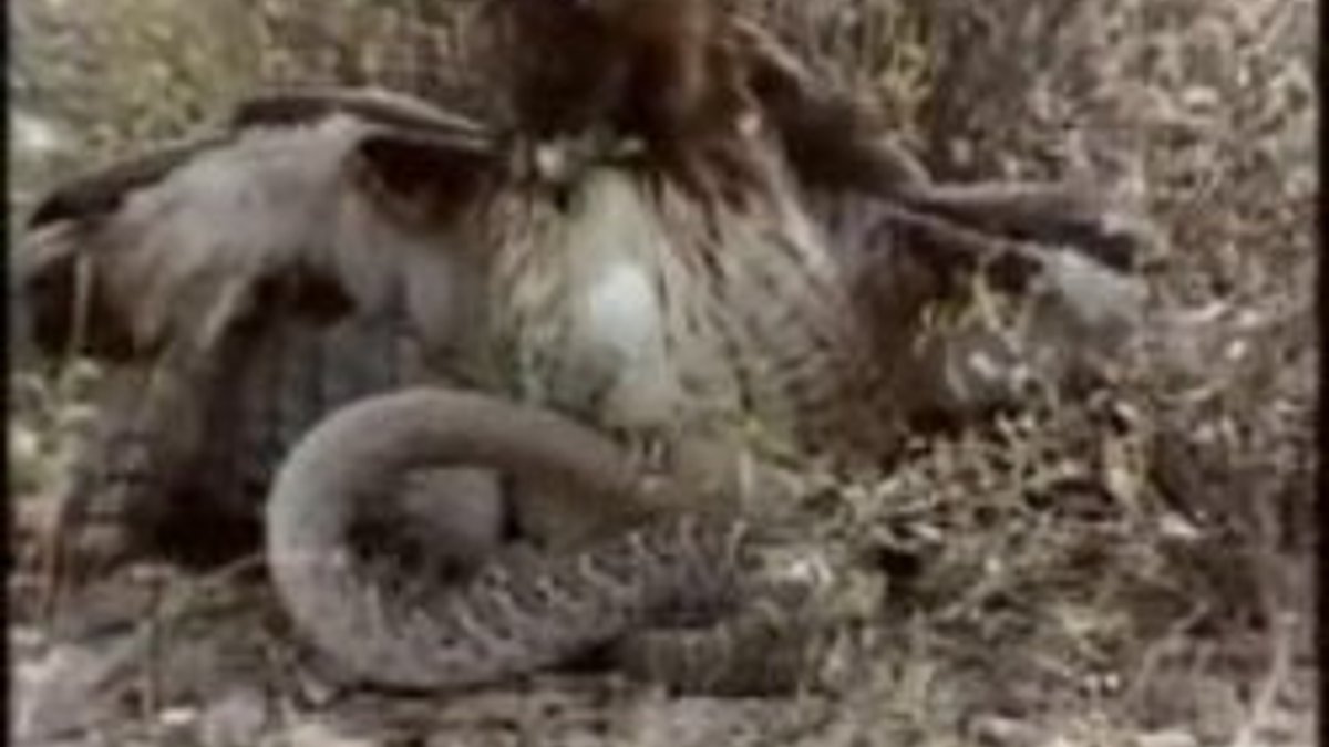 Fare avlayan çıngıraklı yılanın kuyruklu şahine yem oluyor