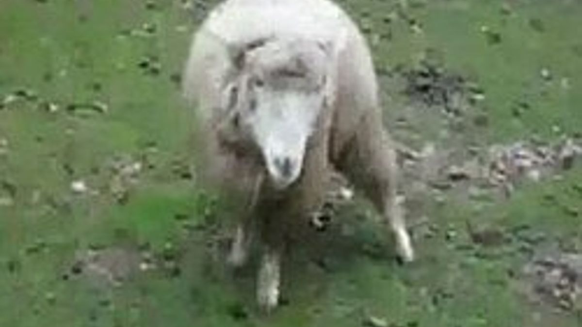 Kendini köpek sanan koyun