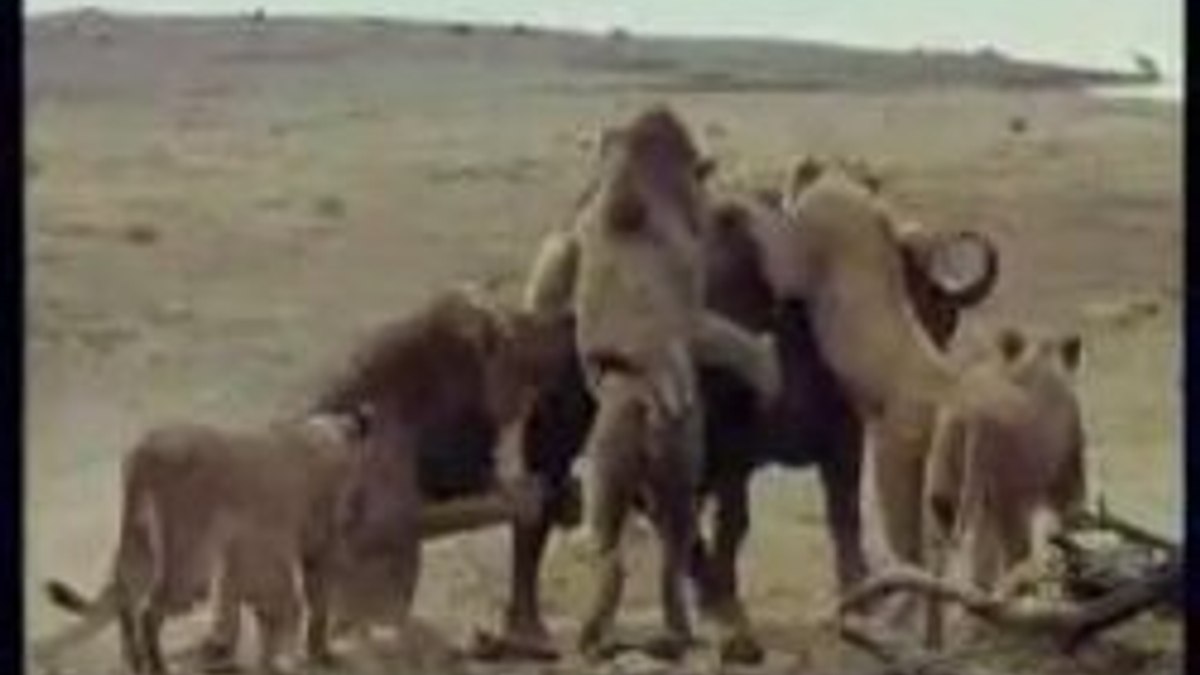 Aslan sürüsü dev bufalonun peşinde - Video