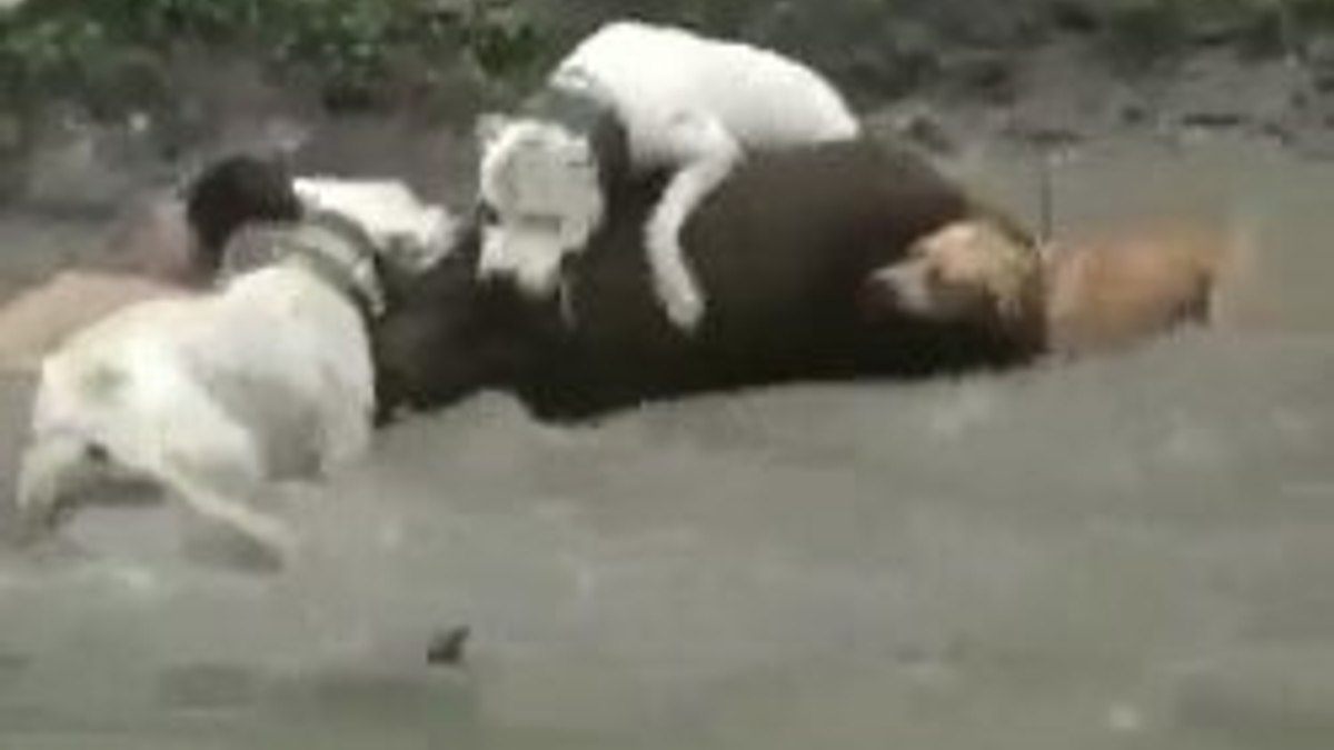 Köpeklerin domuz avı - İzle