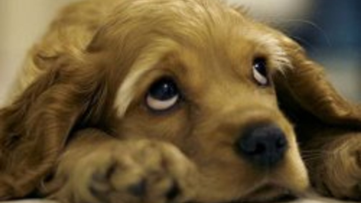 Ankara'da katledilen köpekler
