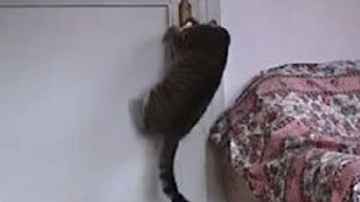 Rize'nin kapı açan kedisi