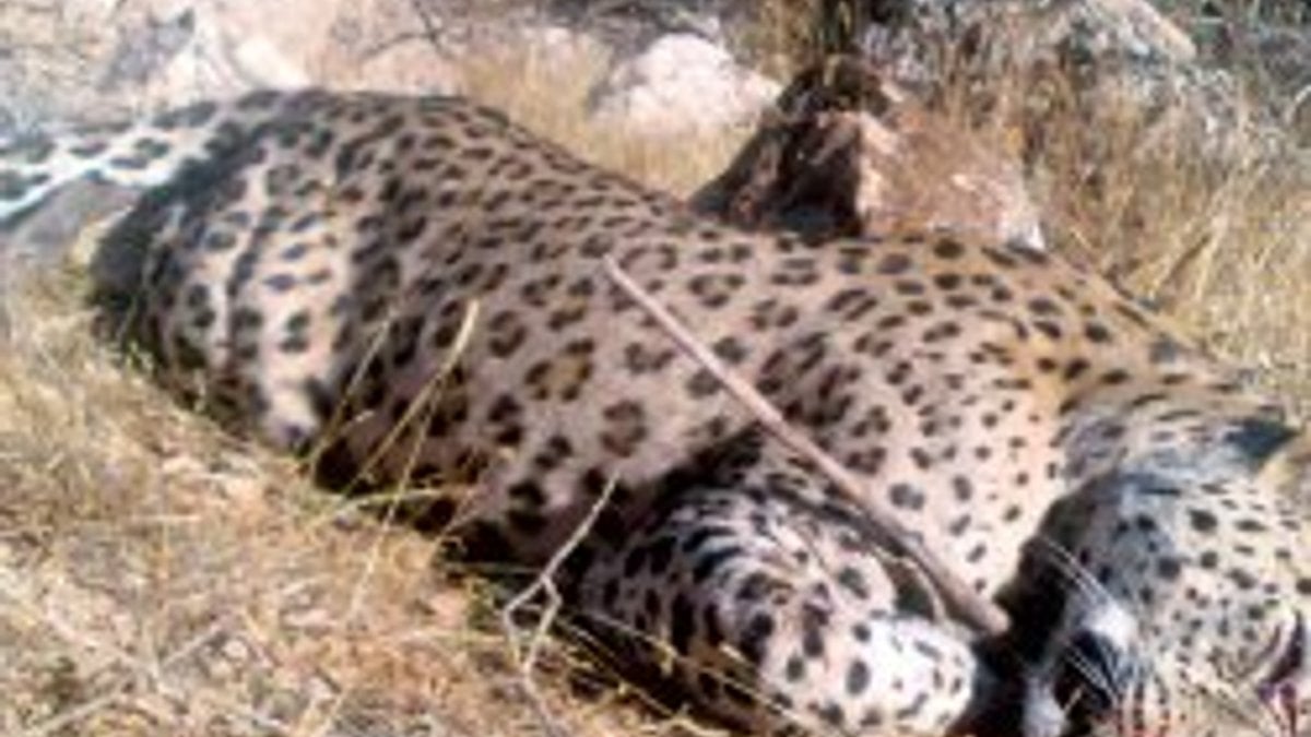 Anadolu'nun son leoparı Siirt'ten çıktı