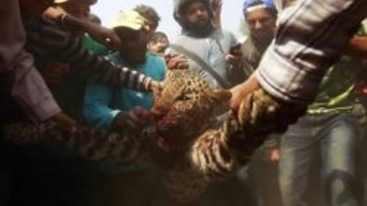 15 kişiyi yaralayan leopar linç edildi
