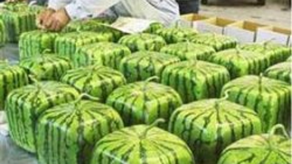 Genetiği Değiştirilmiş Organizma - GDO nedir