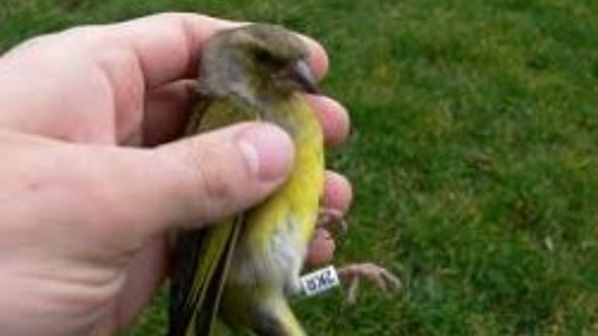 Городские голуби фото. Шалашник птица. Дрозд крапивник. Австралийский атласный шалашник. Шалашник птица гнездо.