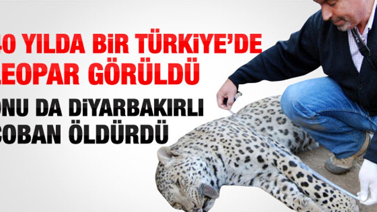 Diyarbakır'da leopar öldürüldü