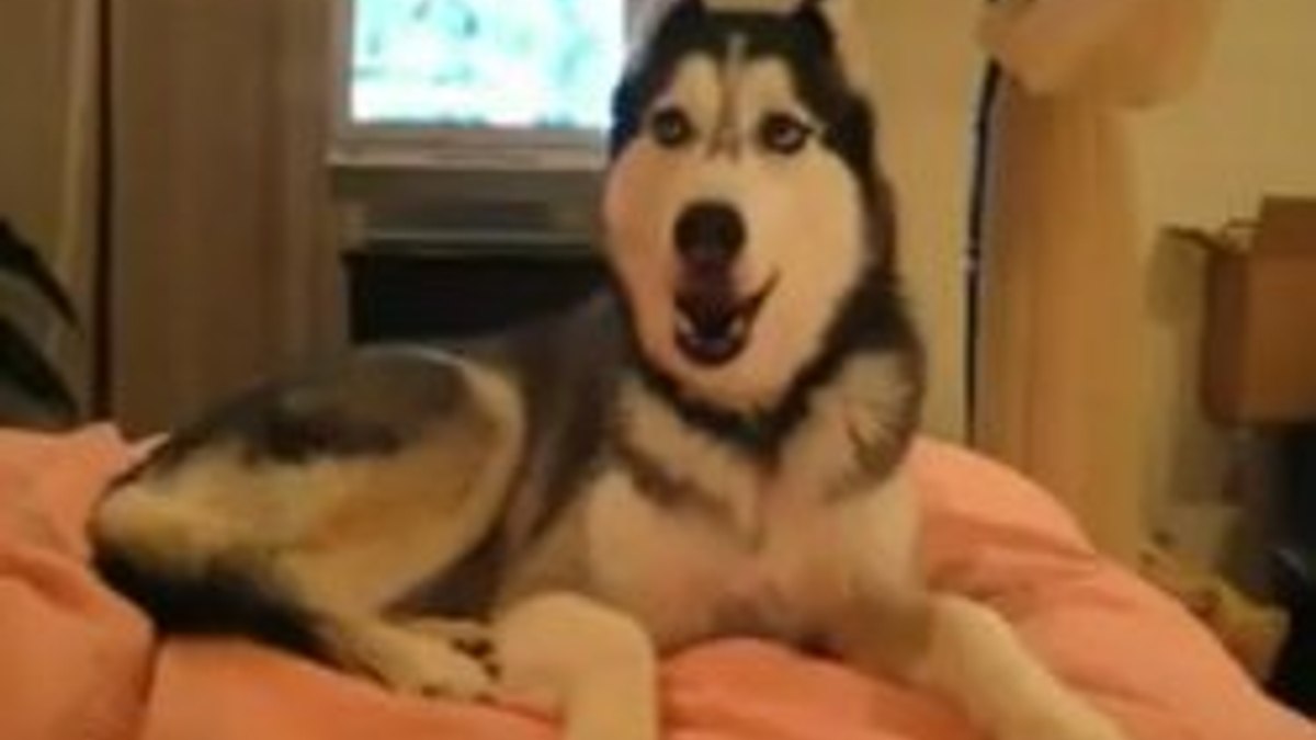 Seni seviyorum diyen köpek