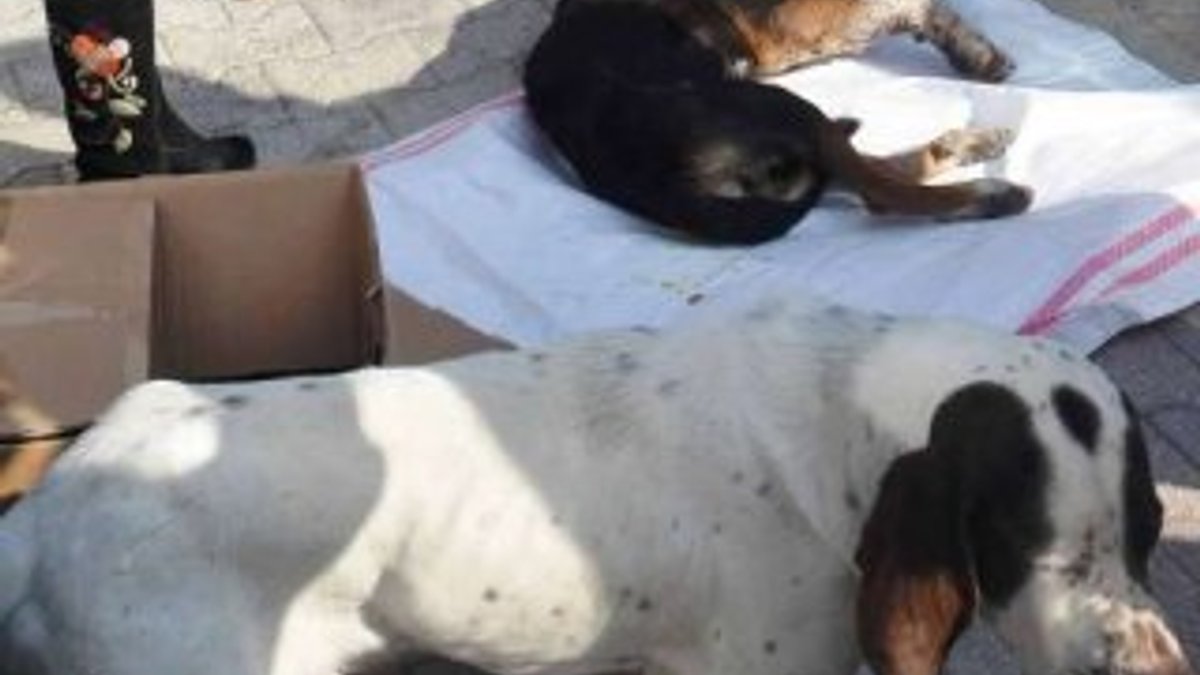 Osmaniye'de köpek yaralı arkadaşının yanından ayrılmadı