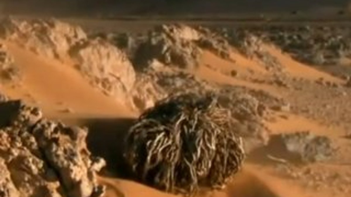 Sahra Çölü'nde 100 yıl yaşayabilen bitki -izle