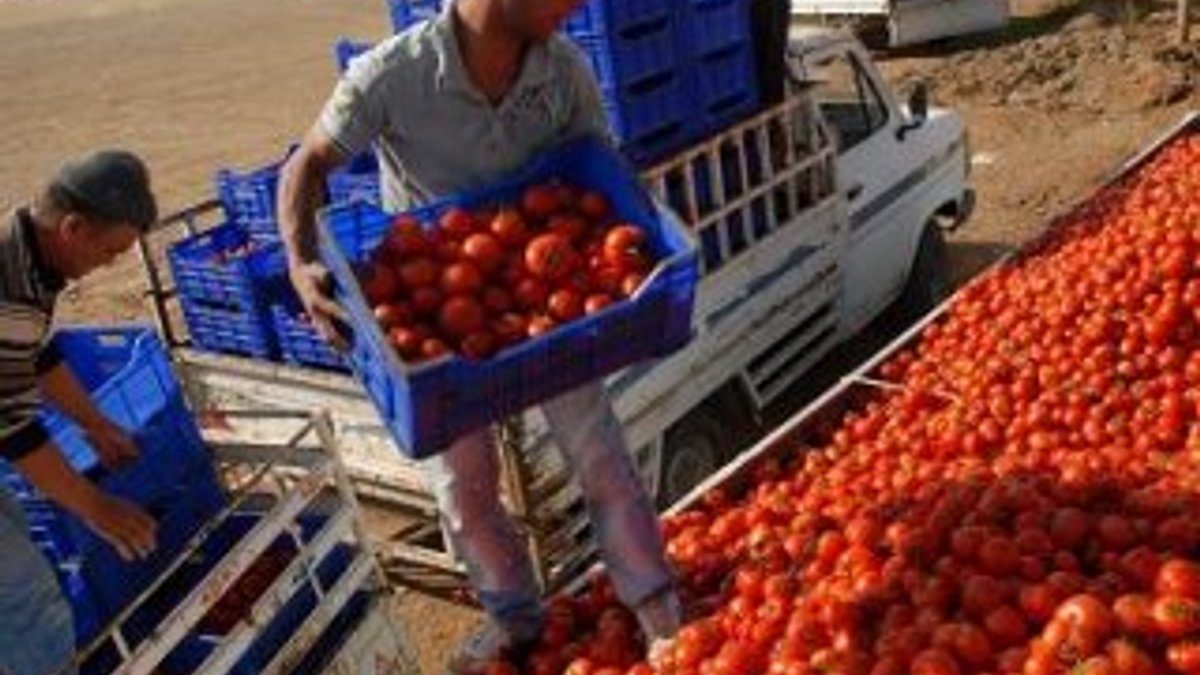 Fethiye'de domatesin kasası 1 liraya düştü