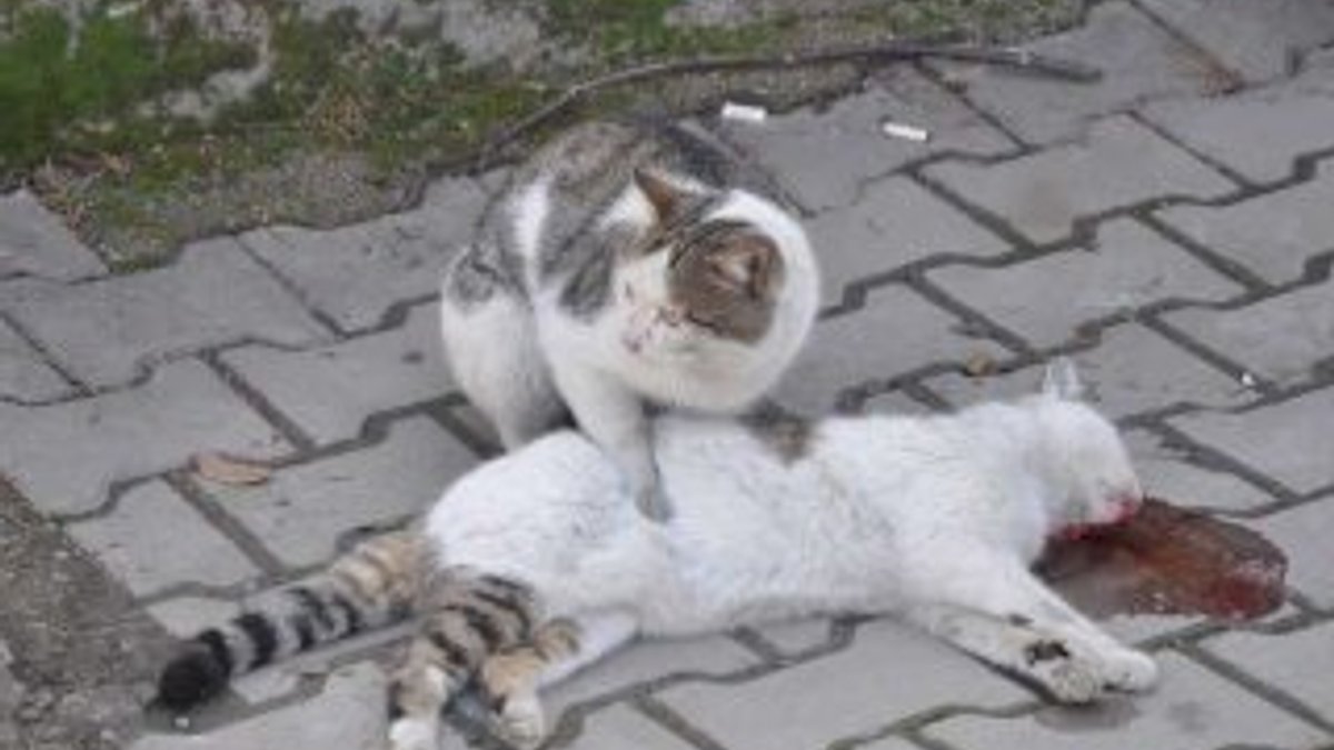Bursa'da kediden insanlık dersi