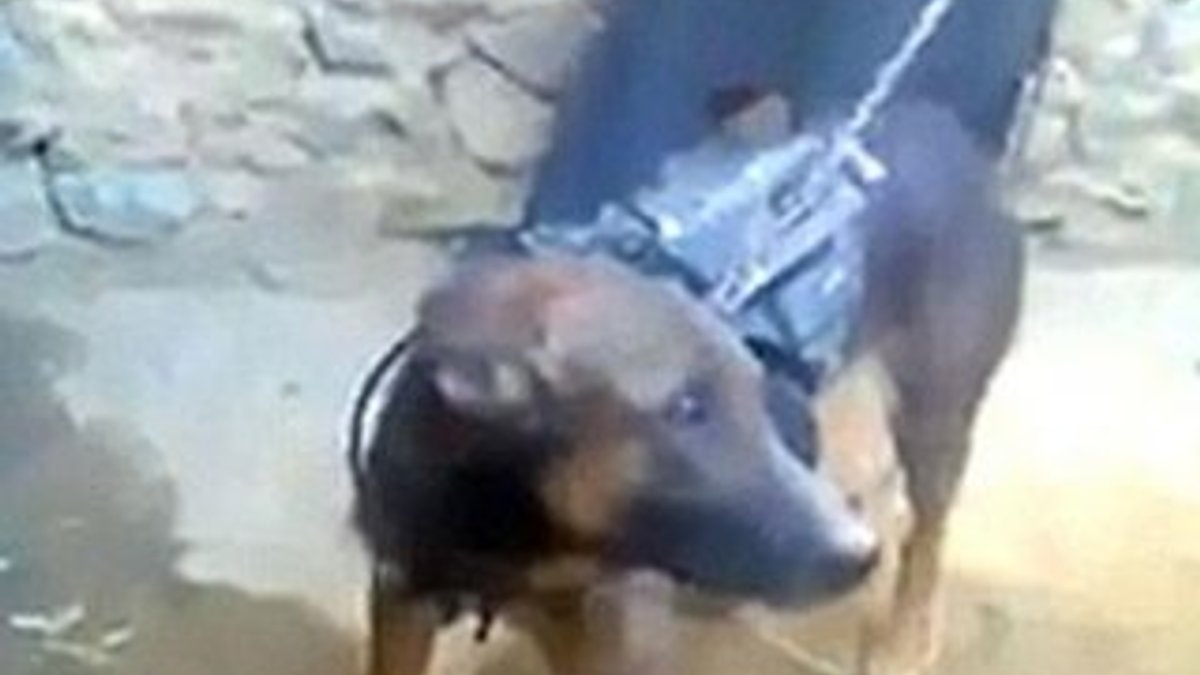 Taliban İngiliz Ordusu'nun köpeğini esir aldı